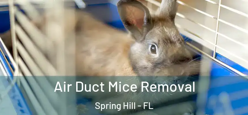  Air Duct Mice Removal Spring Hill - FL